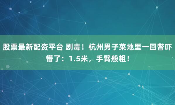 股票最新配资平台 剧毒！杭州男子菜地里一回瞥吓懵了：1.5米，手臂般粗！